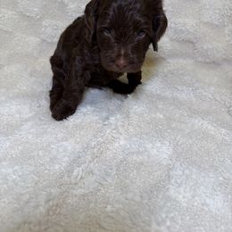 Cockapoo Puppies from Stella’s Six