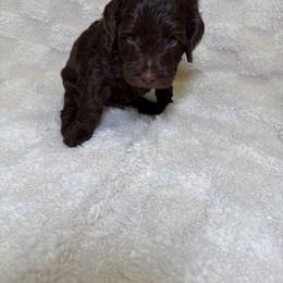 Cockapoo Puppies from Stella’s Six