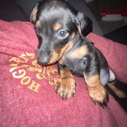 Dachshund Puppies from Phillian Family Mini Dachshunds