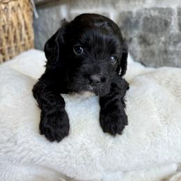 Olive - Black and white female Cavapoo puppy in Natural Bridge, Virginia from Padgetts Hill Puppies