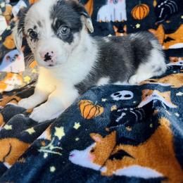 American Corgi Puppies from 5H Corgis