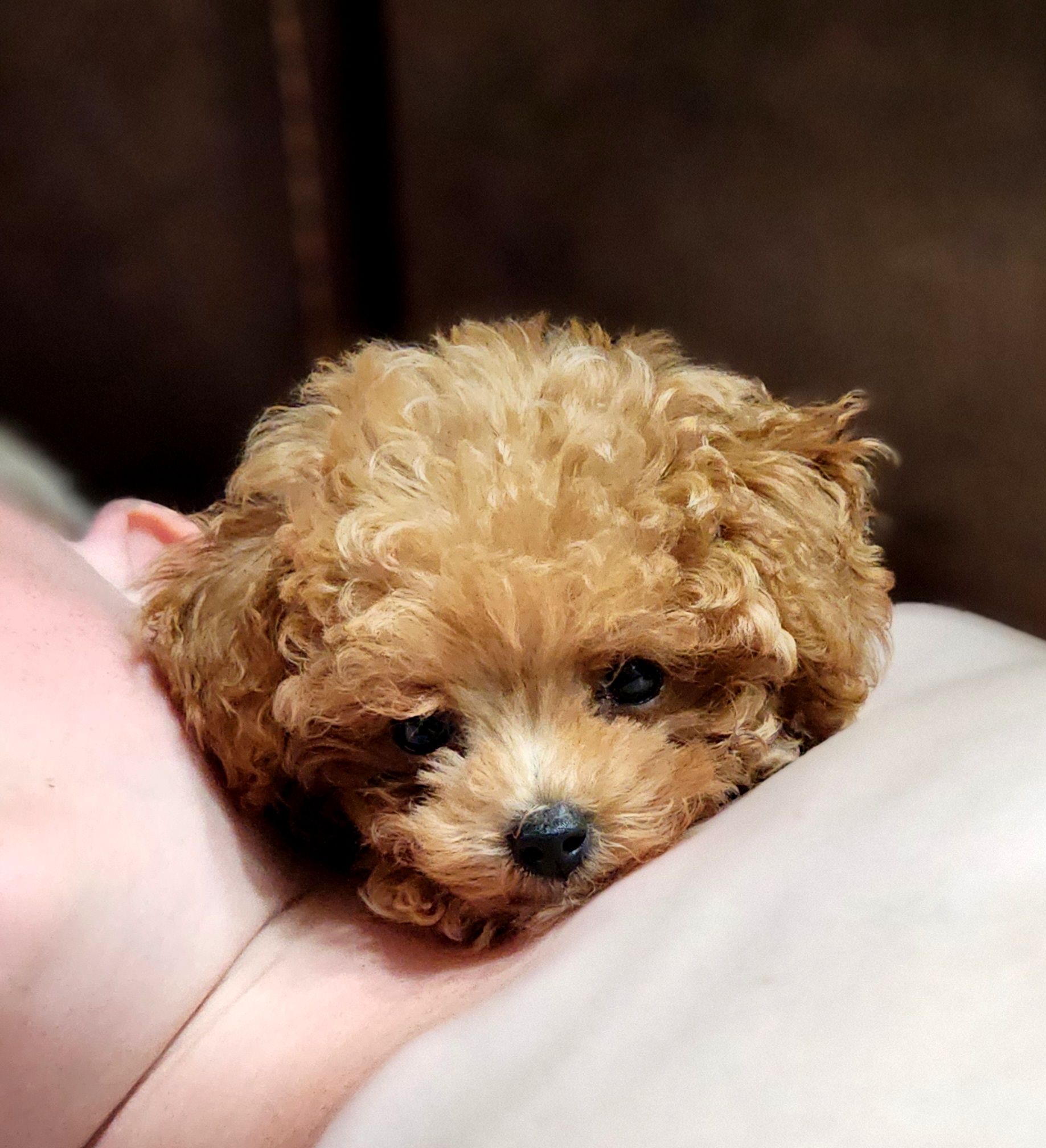 Maverick ❤️ - Poodle