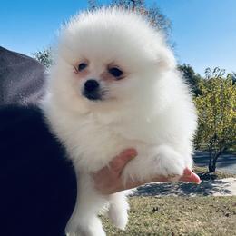 Simon - White male Pomeranian puppy in St. Louis, Missouri from Saint Louis Pomeranian babies