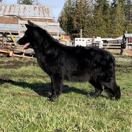 Troya - German Shepherd