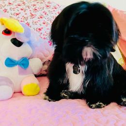 Shih Tzu All Grown Up from Precious Paws Shih tzus