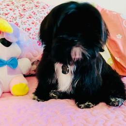 Shih Tzu All Grown Up from Precious Paws Shih tzus