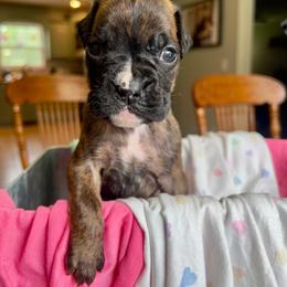 Xena - Brindle female Boxer puppy in Henderson, Tennessee from Vom Broadvalley