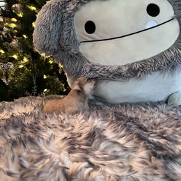 Orange sable - Orange male Pomeranian puppy in Taylor, Texas from Regal Poms