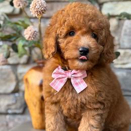 Faith - pink collar - Red  female Goldendoodle puppy in Yuciapa, California from AlltheDoodlez_