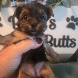 Mavery grace - Black and tan female Yorkshire Terrier puppy in Clermont, Florida from Bella's Prissy Butts