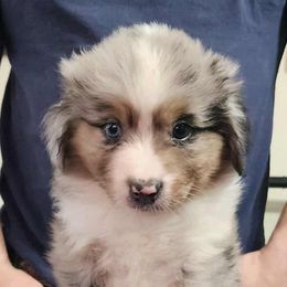 Blue Collar boy. - Blue merle male Miniature American Shepherd puppy in Norfolk, Virginia from Givadem