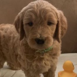 Goldendoodles from Divine Goldendoodles