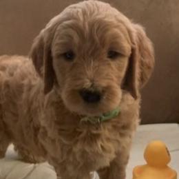 Goldendoodles from Divine Goldendoodles