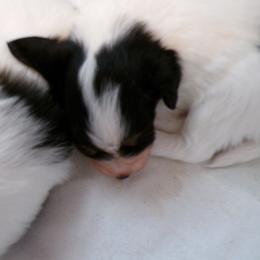 Tyler - Black brown and white male Papillon puppy in Kenly, North Carolina from Otto’s Papillons