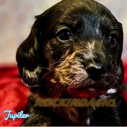 Boy 2 - Jupiter - Dachshund puppy from Rockindachs