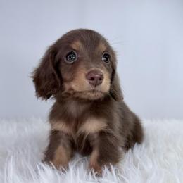 Veda - Chocolate and tan female Dachshund puppy in Sonora, California from HEFFERNAN HOUNDS