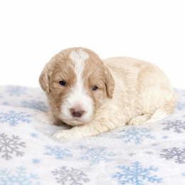 Houston - Apricot male Aussiedoodle puppy in High Point, North Carolina from Kingsfield Doodles