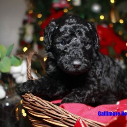 Goldendoodle Puppies from Gallimore Doodles