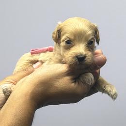 Pink girl - Apricot female Goldendoodle puppy in Pawtucket, Rhode Island from Ds_minidoodles