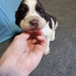 Boy 4 fisher - English Springer Spaniel puppy in North Carolina from Morrow MountainSpringers