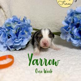 Yarrow - Blue merle male Australian Shepherd puppy in Falmouth, Kentucky from Queen City Farm
