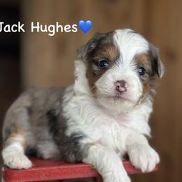 Jack Hughes - Blue merle male Aussiedoodle puppy in Lancaster, Minnesota from Finney Ranch