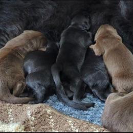 Brown Newfoundland Female 2 - Brown female Newfoundland puppy in Burfordville, Missouri from Umfleet Farms
