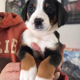 Orange collar boy - Black, white and red male Greater Swiss Mountain Dog puppy in Knoxville, Maryland from Dahlgren Swissys