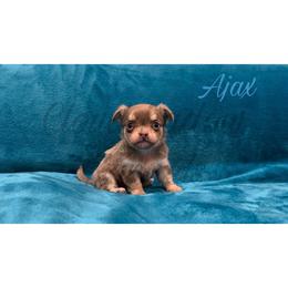 Ajax (lilac tan- point) - Blue and tan male Chihuahua puppy in Patchogue, New York from Cloudshadow Kennels