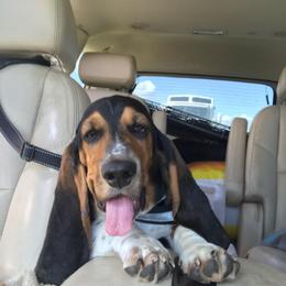 Fred - Basset Hound