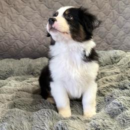 Jim Bean - Black tri-color male Australian Shepherd puppy in Camp Verde, Arizona from Bullet & Whiskey’s Pups