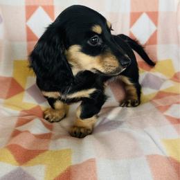 Girl 5 - Black and tan female Dachshund puppy in Oklahoma from DRB Dachshunds