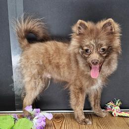 Pepper's Breaking The Habit - Habby - Chocolate male Pomeranian puppy in Plant City, Florida from Pepper's Pomeranians