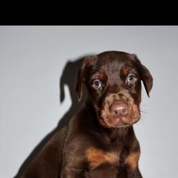 Reed - Red and rust male Doberman Pinscher puppy in Van Buren, Indiana from Black Creek Dobermans