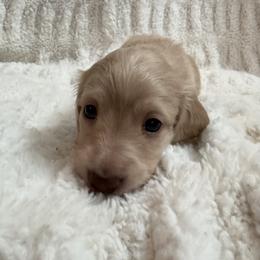Dachshund Puppies from Sweet Cream Dachshunds