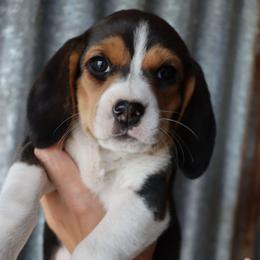 Luna - Black tan and white female Beagle puppy in Susanville, California from Homegrown Beagles