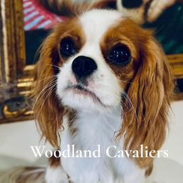 Violet - Cavalier King Charles Spaniel