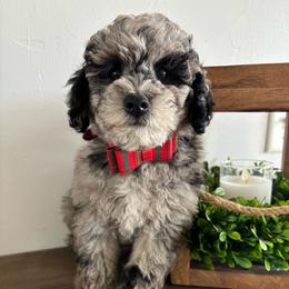 Dill - Blue merle male Aussiedoodle puppy in Lake City, Florida from North Florida Poodles and Doodles