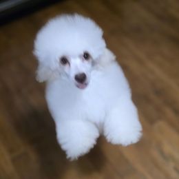 Boy 5 - White male Poodle puppy in Lawton, Oklahoma from My Precious Toy Poodles