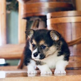American Corgi and Pembroke Welsh Corgi Puppies from Elk Ridge Corgis