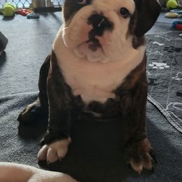 Bulldog Puppies from Mary Estabrook