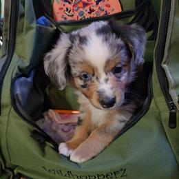 Scorch - Blue merle male Miniature Australian Shepherd puppy in Arlington, Texas from CopperHead Aussies