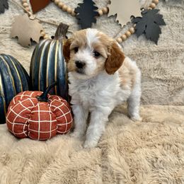 Bernedoodle, Goldendoodle, and Poodle Puppies from Anam Cara Pups
