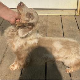Romeo - Dachshund