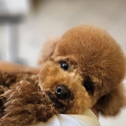 Mochi - Maltipoo