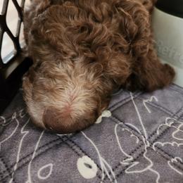 Green Jeans - Brown Poodle puppy in Riesel, Texas from Blackland Poodles