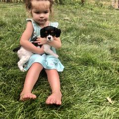 French Brittany Puppies from Swift Family Farm, LLC