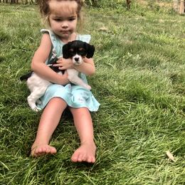 French Brittany Puppies from Swift Family Farm, LLC