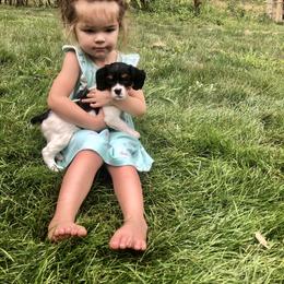 French Brittany Puppies from Swift Family Farm, LLC