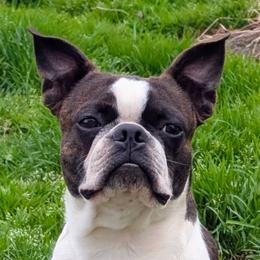 Alucard - Boston Terrier
